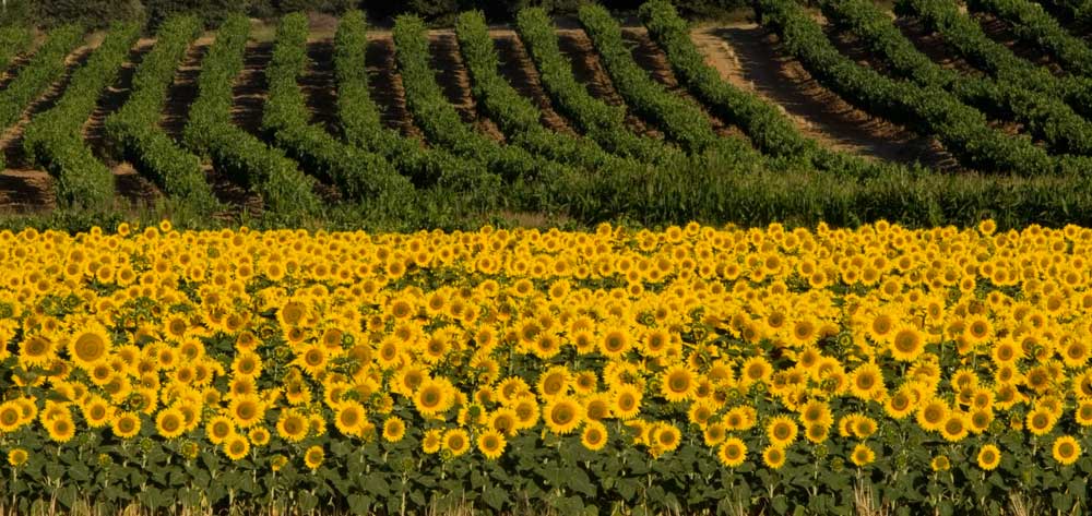 ribera sunflowers